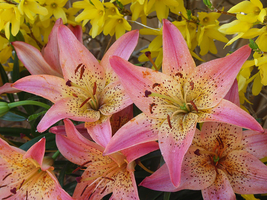 Asiatic Lily Pink Pixie #1 Photograph by Bonnie Sue Rauch