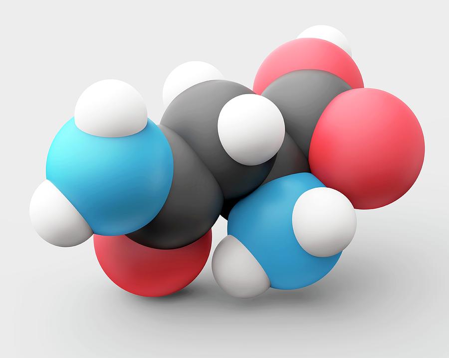 Asparagine Amino Acid Molecule Photograph by Carlos Clarivan/science ...