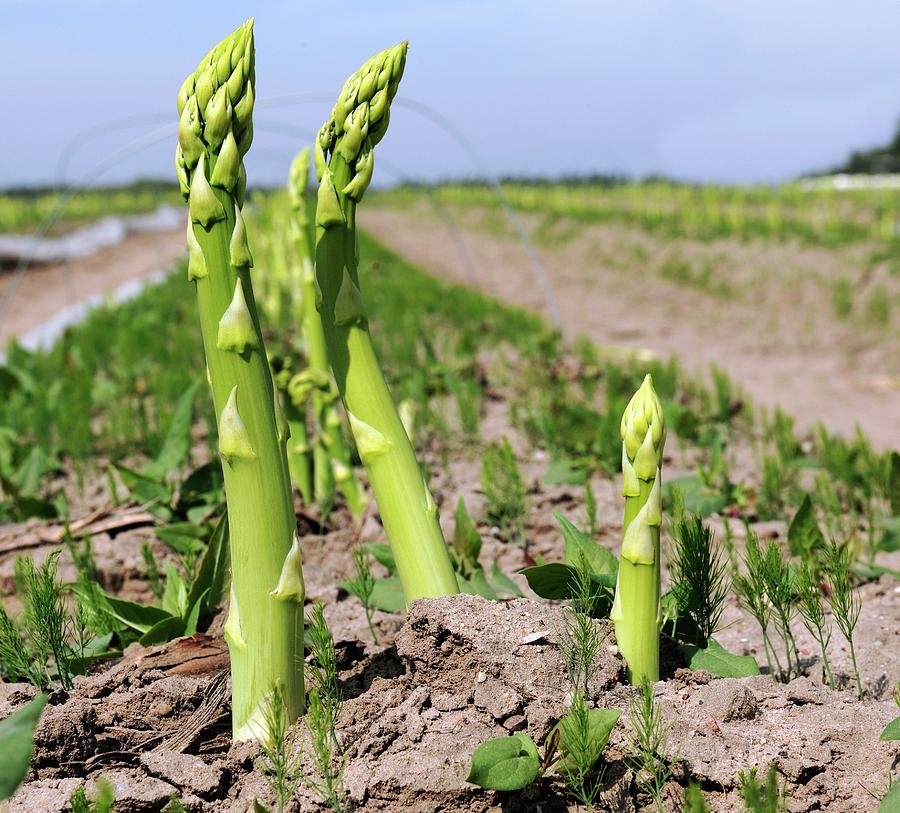 Asparagus Field #1 Photograph by Bildagentur-online/mcphoto-schulz