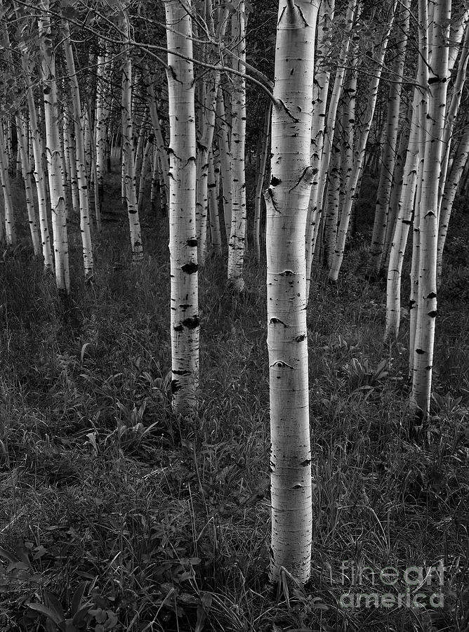 Aspen Birch Trees in Summer #1 Photograph by Lane Erickson