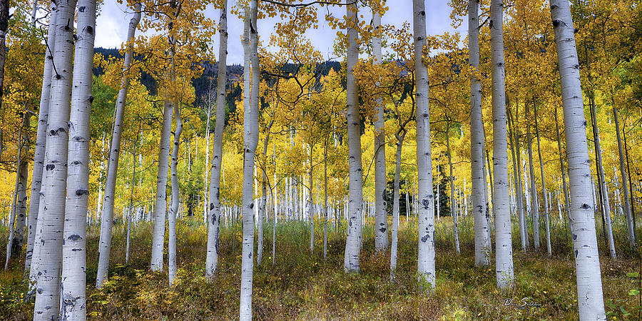 Aspen Forest #1 Photograph by David Soldano