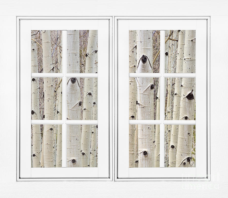 Aspen Forest White Picture Window Frame View #1 Photograph by James BO Insogna