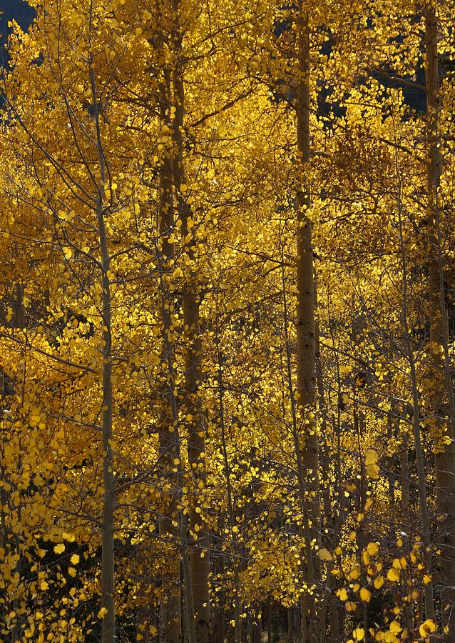Tree Photograph - Aspen Glow vertical #1 by Julie Grandfield