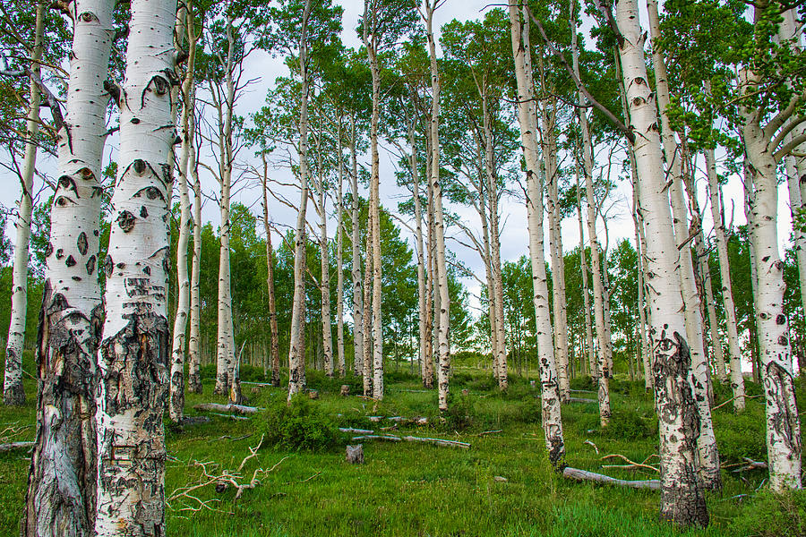 Aspen grove #1 Photograph by Kunal Mehra
