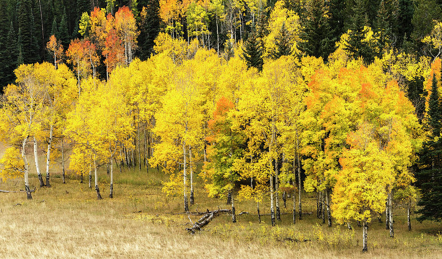 1 Aspen Leaves Turning Near The Colorado Maresa Pryor 