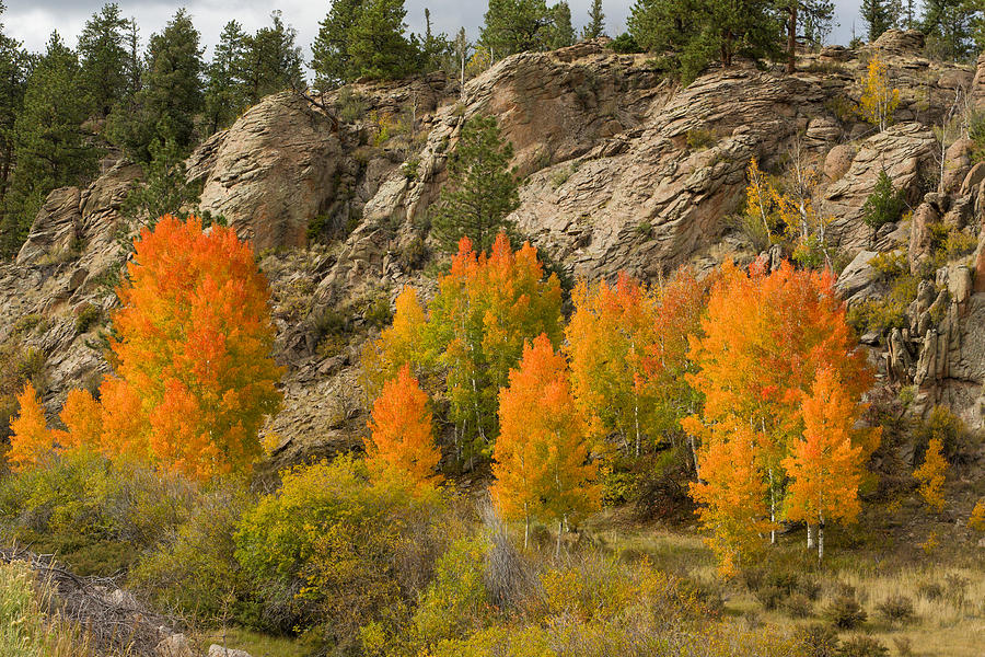 Aspen Oreange And Red Photograph by Hulda Benson - Fine Art America