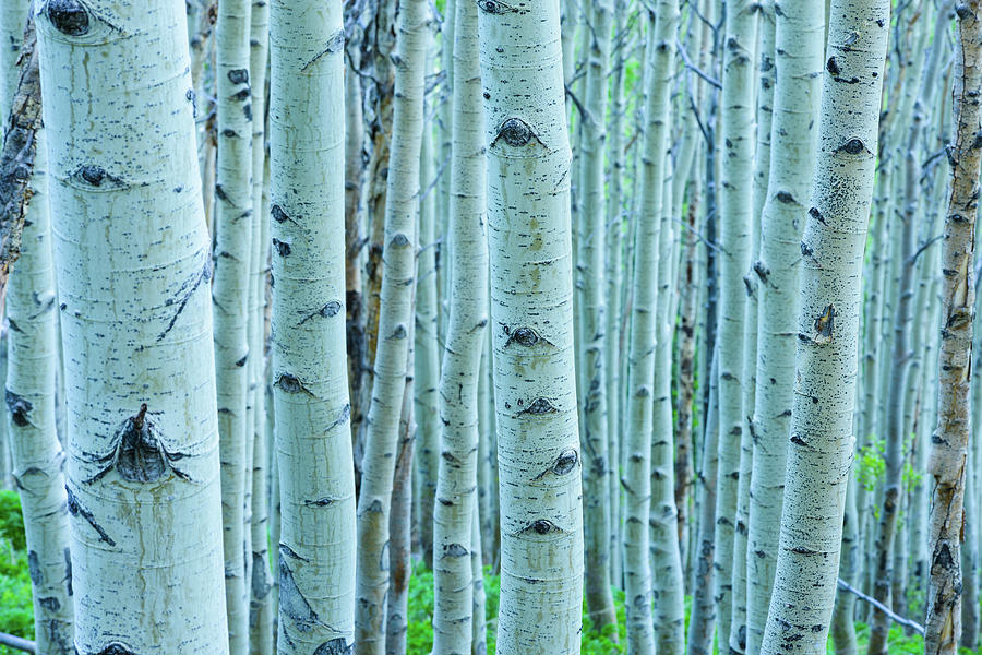 Aspen Tree Forest #1 Photograph by Adventure photo