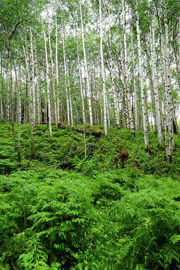 Aspen Trees And Ferns In Mountain #1 Photograph by David Epperson