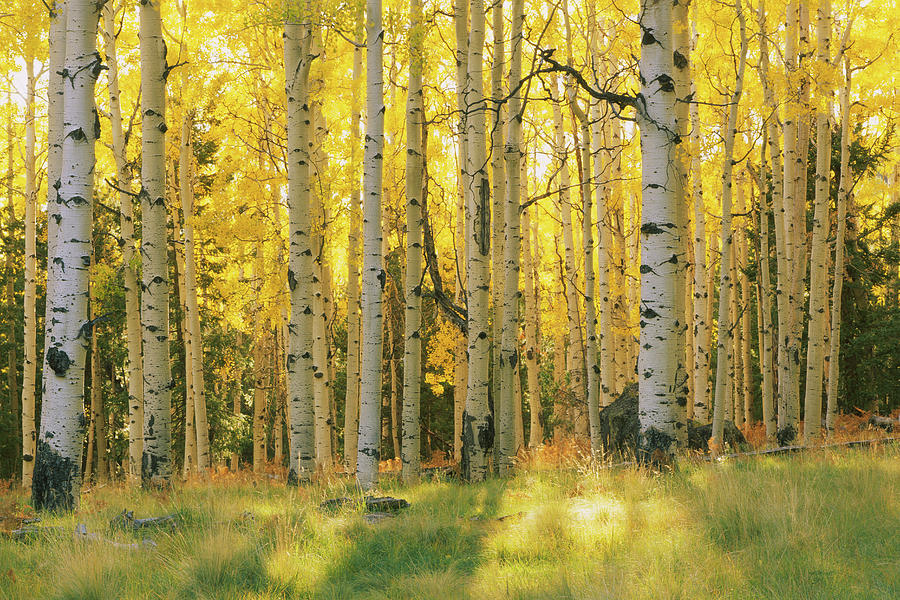 Aspen Trees In A Forest, Coconino #1 Photograph by Panoramic Images