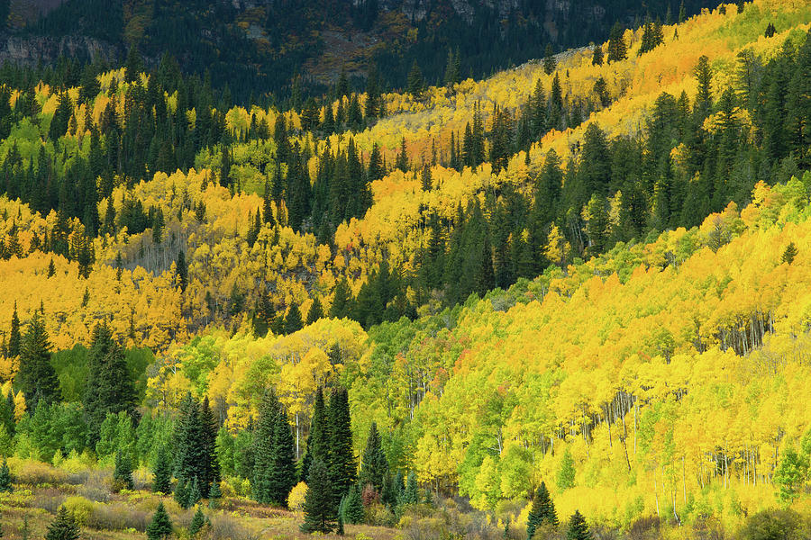 Aspen Trees In A Forest, Maroon Bells Photograph by Panoramic Images ...