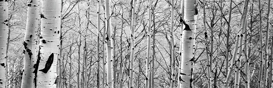Aspen Trees In A Forest #1 Photograph by Panoramic Images