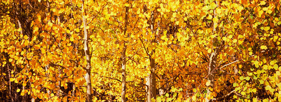 Aspen Trees In Autumn, Colorado, Usa #1 Photograph by Panoramic Images