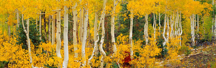 Aspen Trees In Autumn, Dixie National #1 Photograph by Panoramic Images