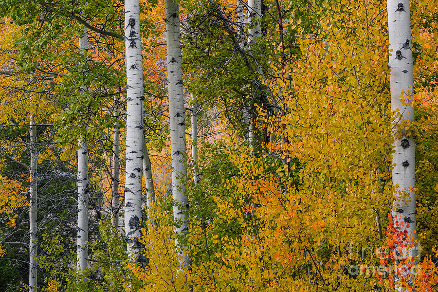 Aspen trees in autumn #1 Photograph by Vishwanath Bhat