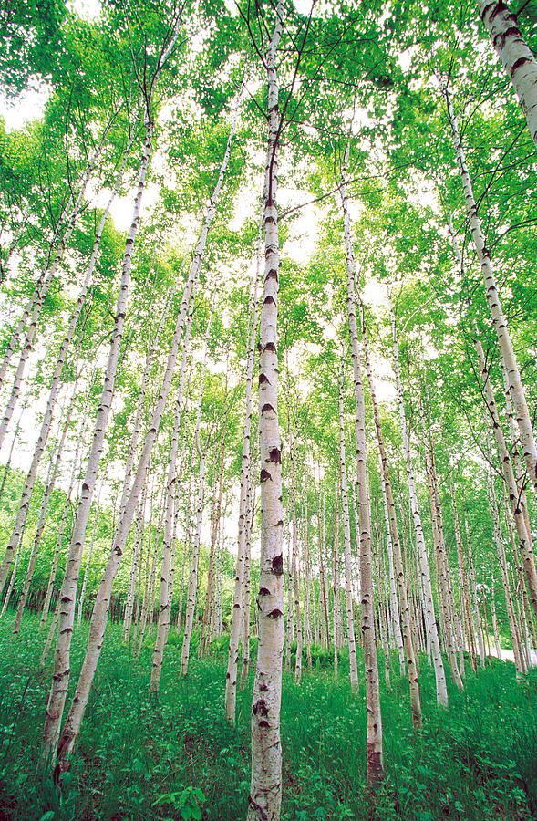 Tree Photograph - Aspen Trees, View From Below #1 by Panoramic Images