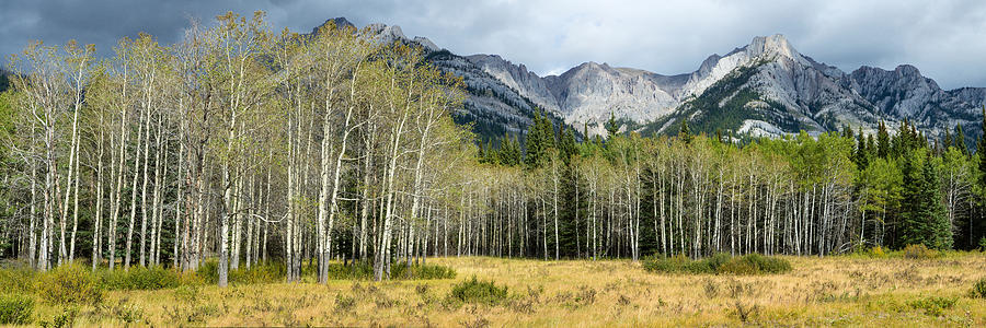 Aspen Trees With Mountains #1 Photograph by Panoramic Images