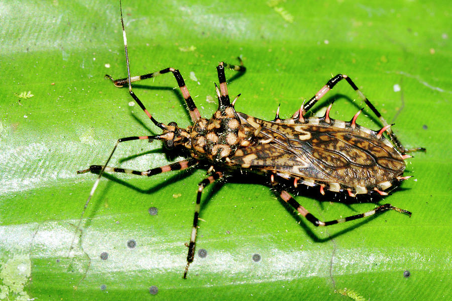 Assassin Bug #1 by Dr Morley Read/science Photo Library