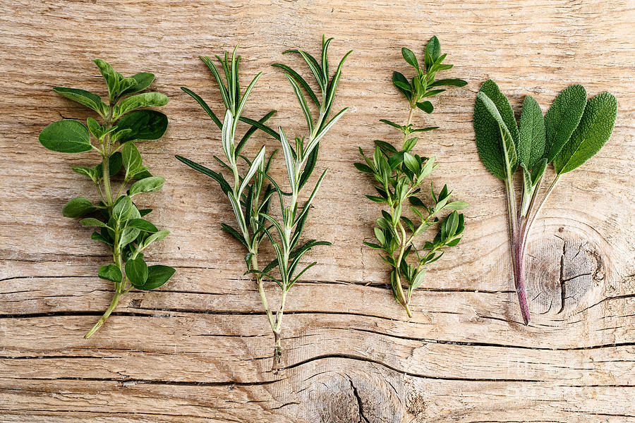 Assorted Fresh Herbs Photograph