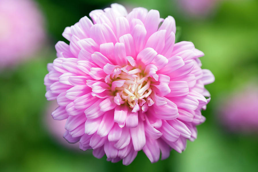 Aster 'comet Formula Mix' Pink Photograph by Geoff Kidd/science Photo ...