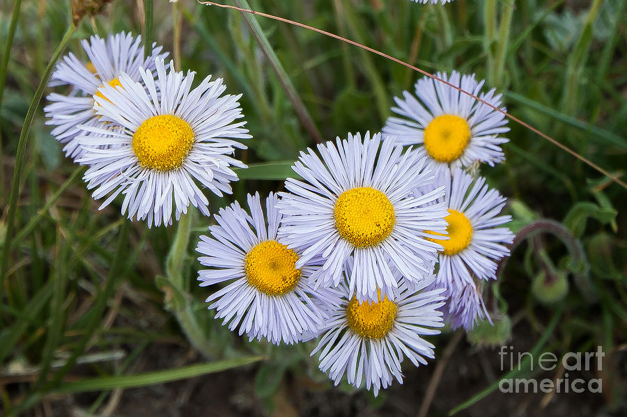 Asters 1 #1 Photograph by Jim McCain