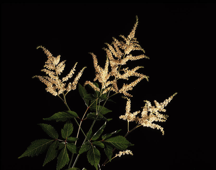 Astilbe Wildflower Photograph by Tony Festa | Fine Art America