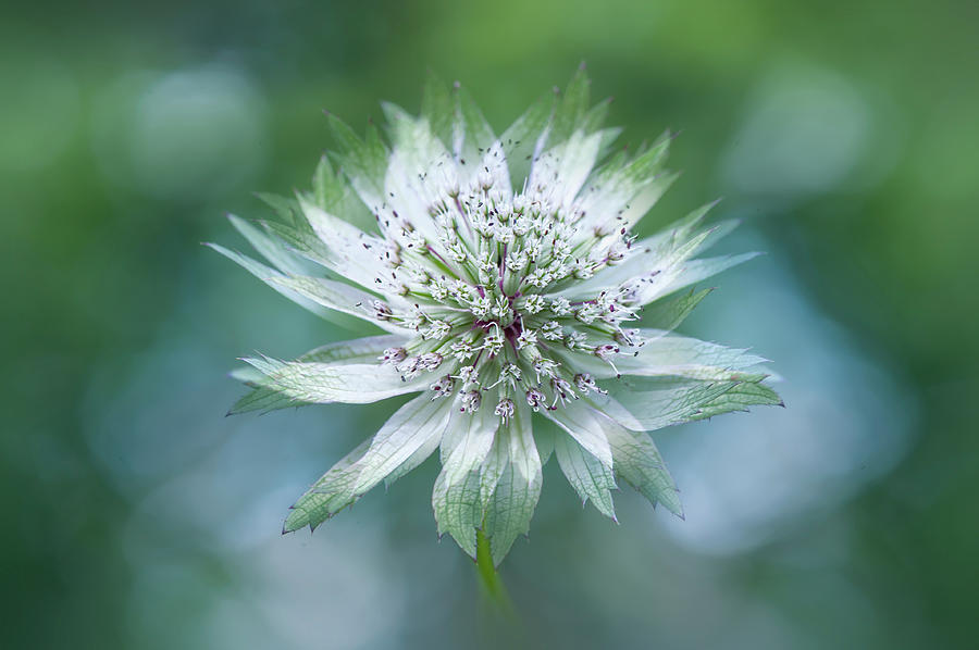 Astrantia Photograph - Astrantia by Jacky Parker Astrantia Photograph - Astrantia by Jacky Parker