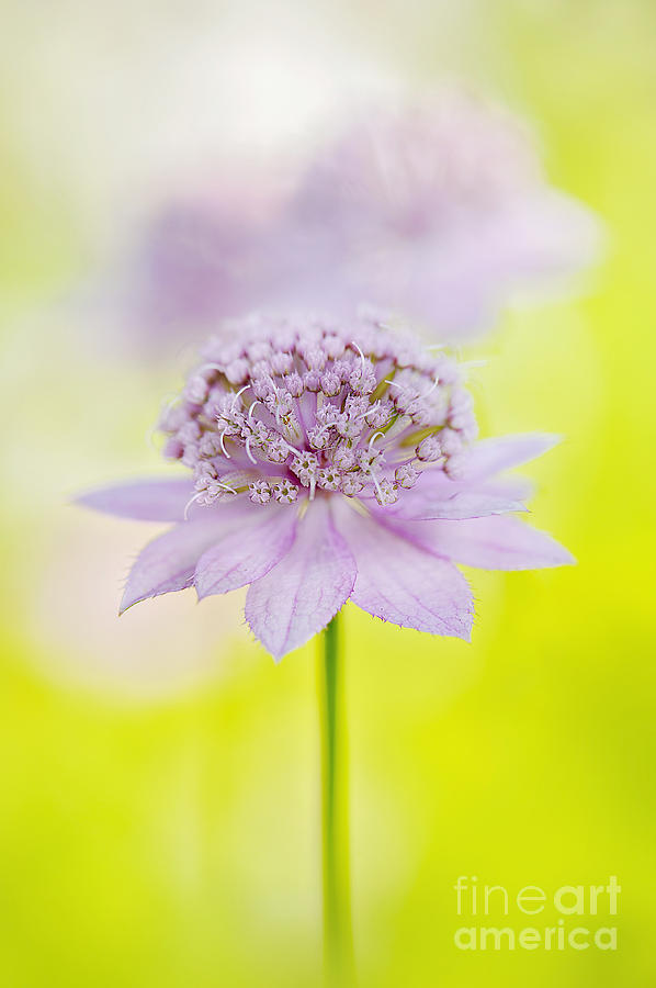 Summer Photograph - Astrantia Larch Cottage #1 by Jacky Parker