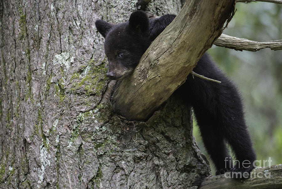 Black Bear Photograph - At Rest #1 by Chris  Norcott
