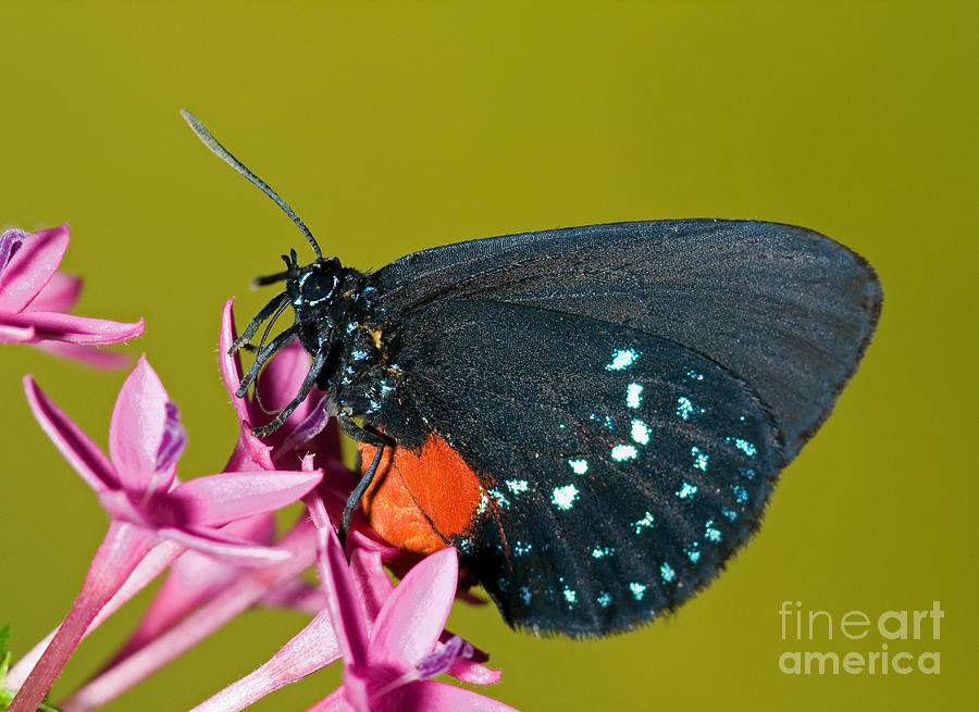 Atala Butterfly #1 Photograph by Millard H. Sharp