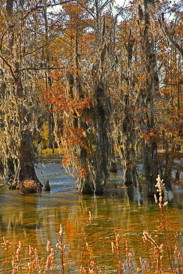 Atchafalaya Basin Louisiana Photograph by Ronald Olivier - Fine Art America