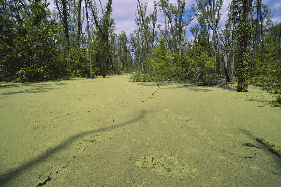Atchafalaya Swamp, Louisiana #1 Photograph by Gary Retherford