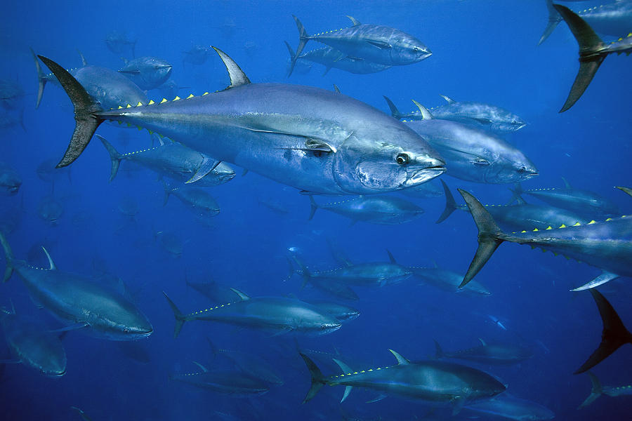 Atlantic Bluefin Tuna School Turkey #1 Photograph by Richard Herrmann