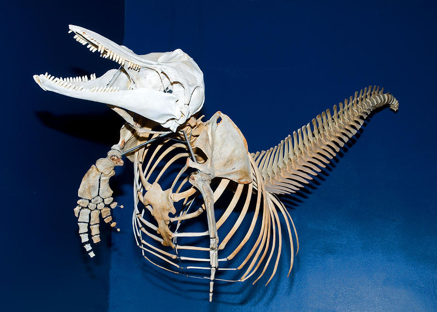 Atlantic Bottlenose Dolphin Skeleton #1 Photograph by Millard H. Sharp