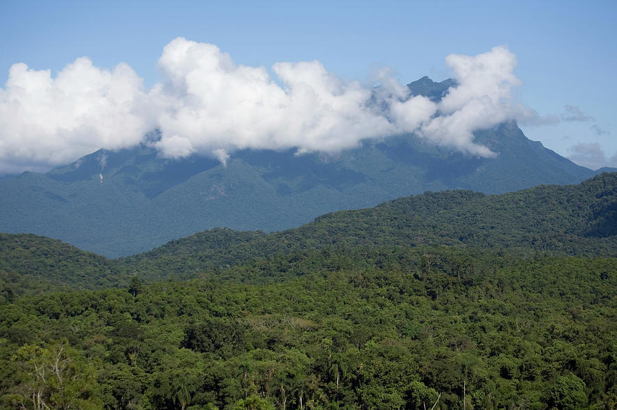 Atlantic Forest In Brazil Photograph by Scott Warren - Fine Art America