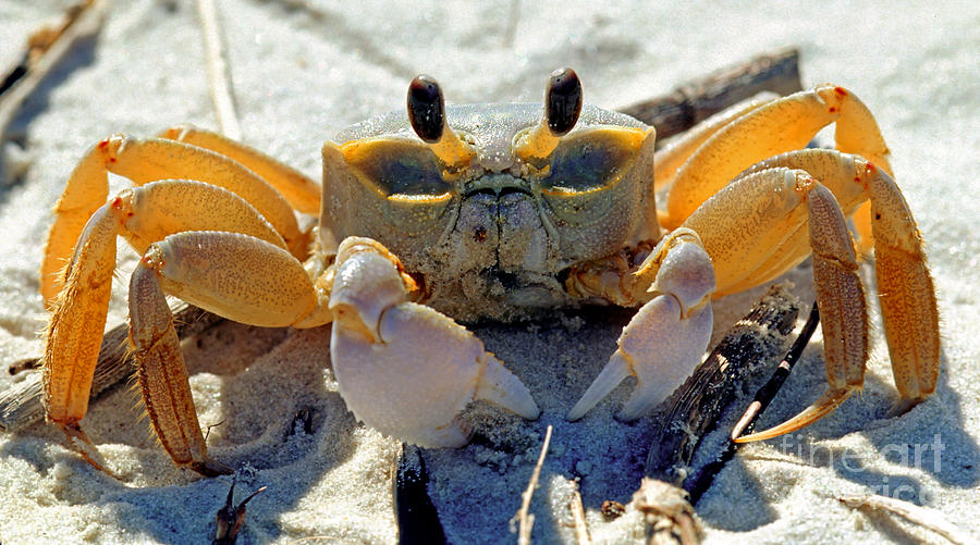 Atlantic Ghost Crab Ocypode Quadrata #1 Photograph by Millard H. Sharp