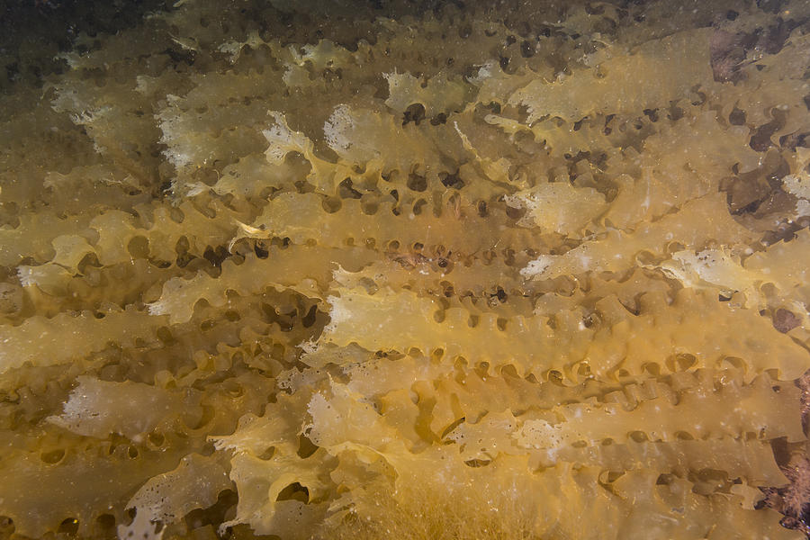 Atlantic Kelp #1 Photograph by Andrew J. Martinez