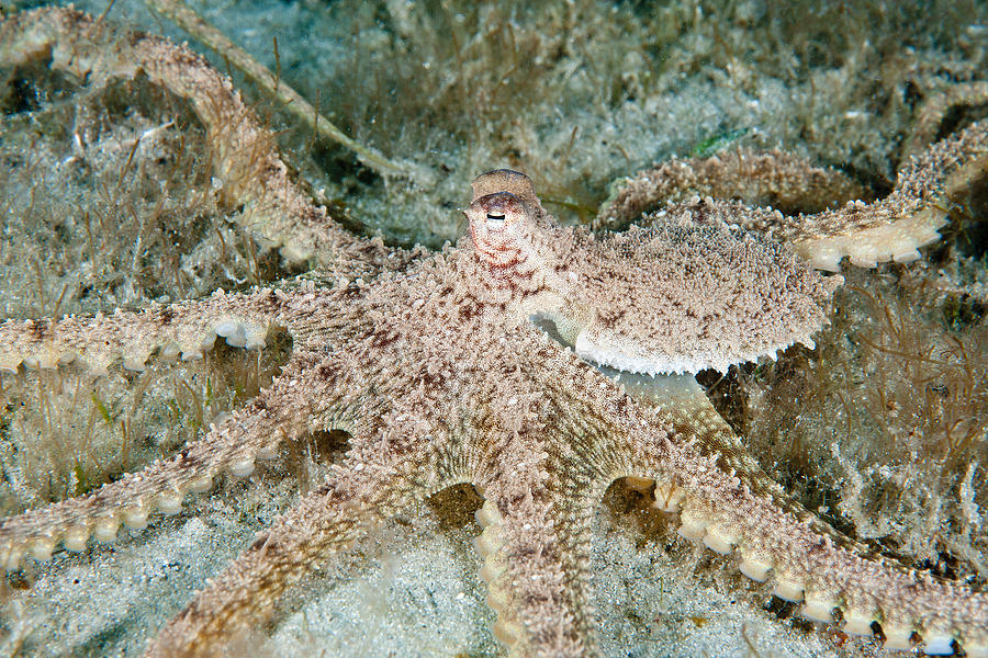 Atlantic Longarm Octopus #1 Photograph by Andrew J. Martinez