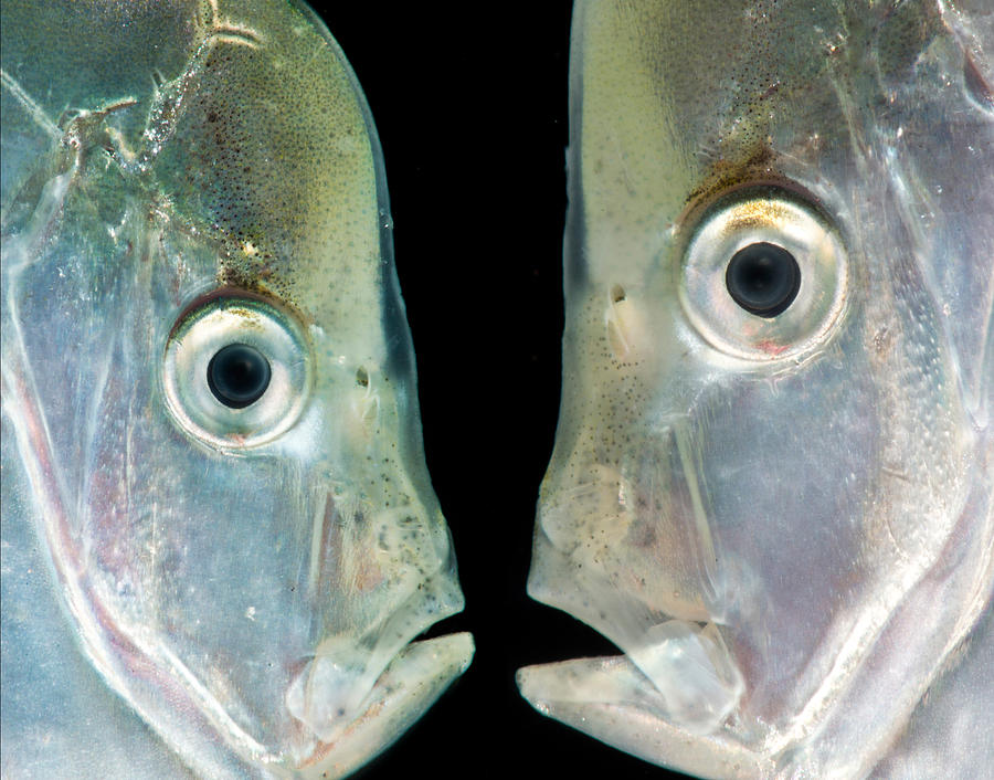 Atlantic Moonfish Selene Setapinnis #1 Photograph by Dant Fenolio