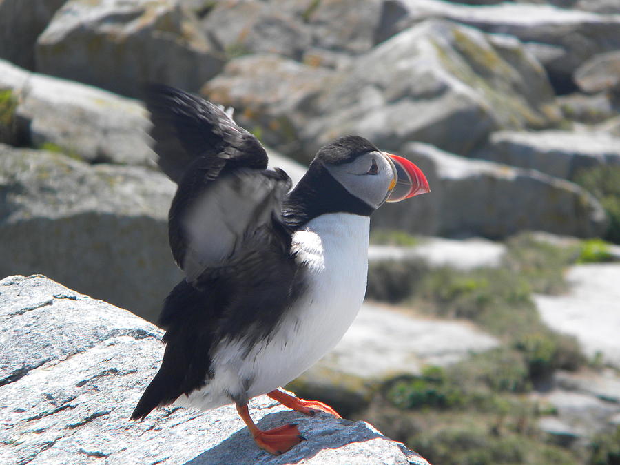Atlantic Puffin 4 #1 Photograph by James Petersen