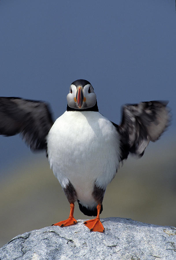 Puffin Photograph - Atlantic Puffin (fratercula Arctica #1 by Richard and Susan Day
