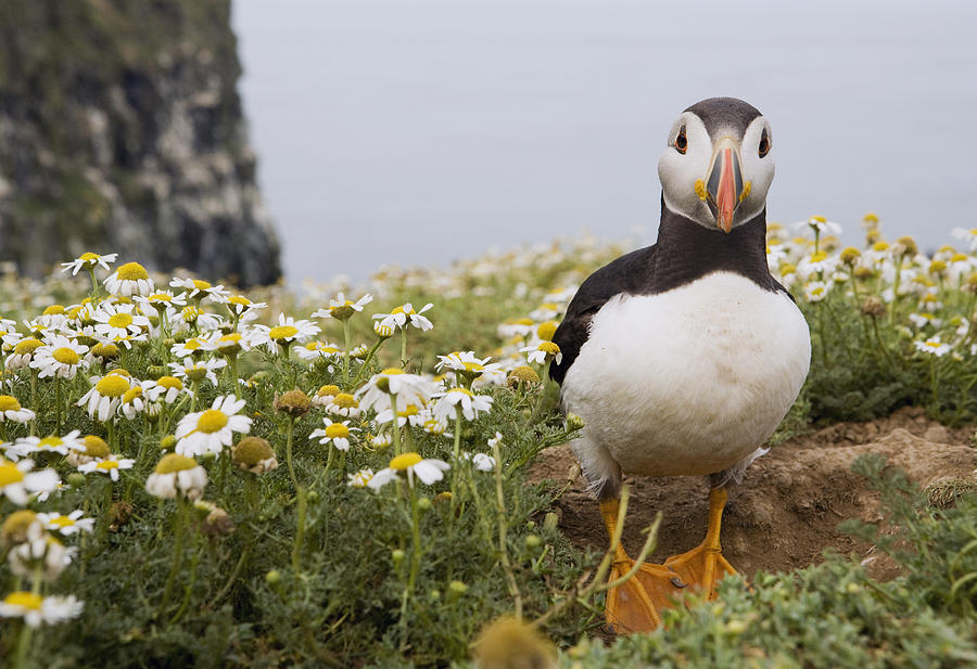 Atlantic Puffin In Breeding Plumage #1 Photograph by Sebastian Kennerknecht