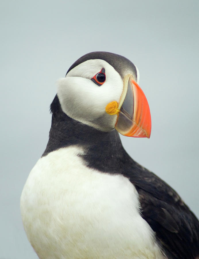 Wildlife Photograph - Atlantic Puffin #1 by Simon Fraser/science Photo Library