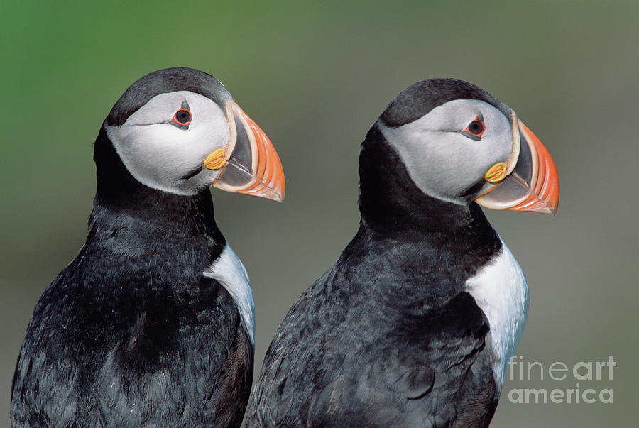 Atlantic Puffins In Breeding Colors Photograph by Yva Momatiuk and John Eastcott