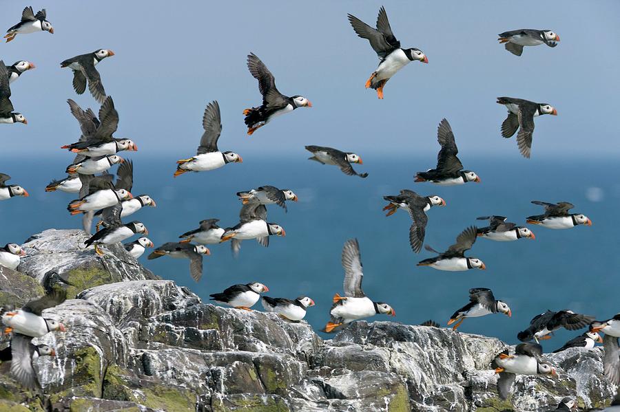 Nature Photograph - Atlantic Puffins In Flight #1 by Steve Allen/science Photo Library