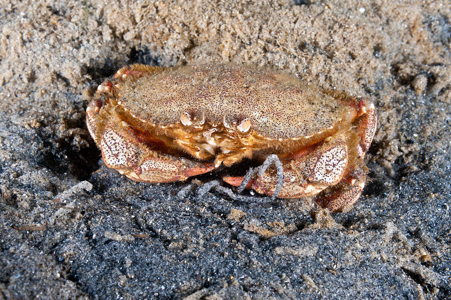 Atlantic Rock Crab Feeding #1 Photograph by Andrew J. Martinez