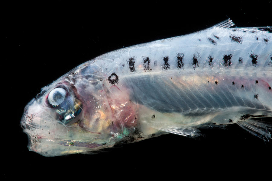 Fish Photograph - Atlantic Sabertooth Coccorella Atlantica #1 by Dant Fenolio