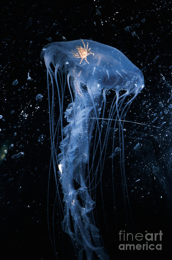 Atlantic Sea Nettle #1 Photograph by Gregory G. Dimijian