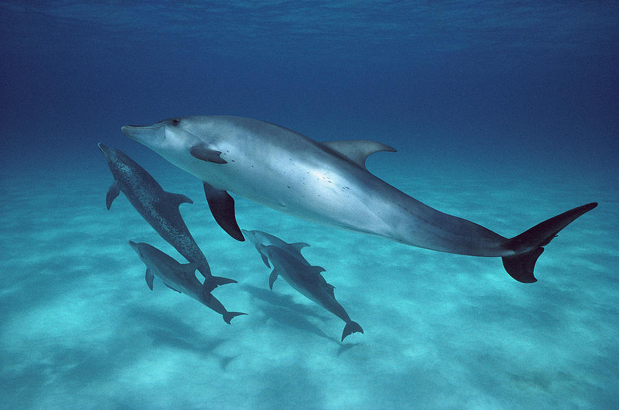 Atlantic Spotted Dolphin Pod Bahamas Photograph by Flip Nicklin
