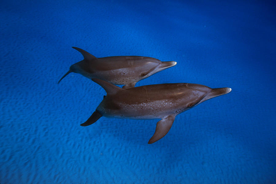 Atlantic Spotted Dolphins #1 Photograph by F. Stuart Westmorland