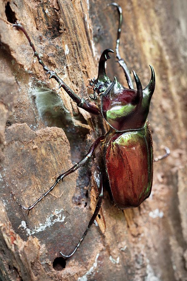 Nature Photograph - Atlas Beetle #1 by Alex Hyde